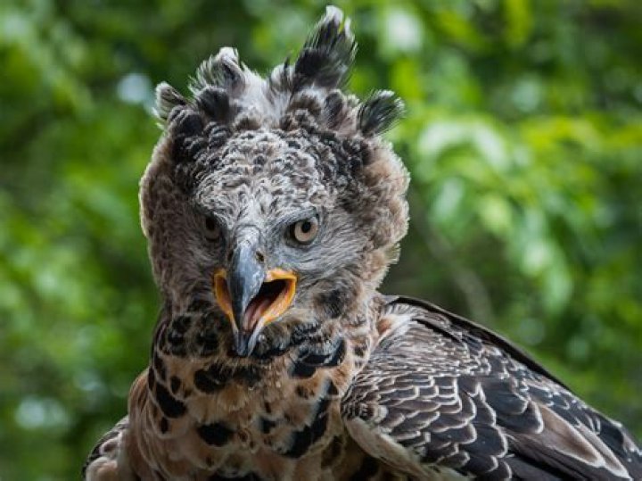 Are crowned eagle endangered? | ContextResponse.com