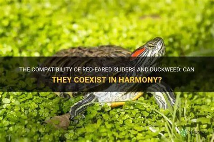 Can red eared sliders eat duckweed?