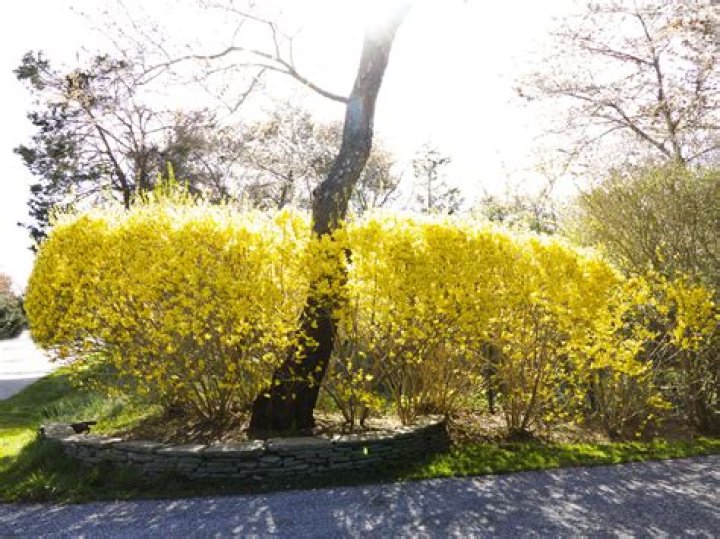 Can you split a forsythia bush?