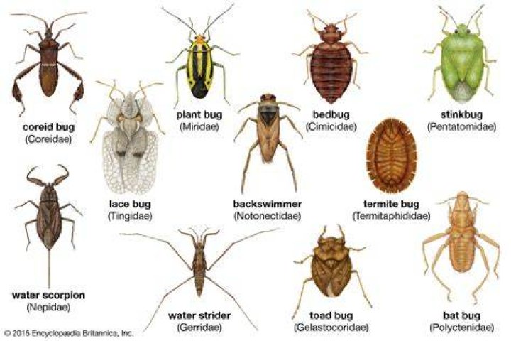 Do any bugs have ears?