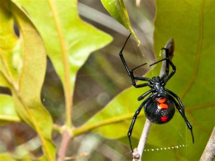 Do black widows have a smell?