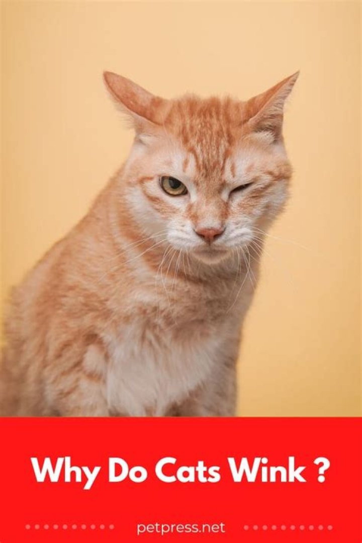 Do cats wink?