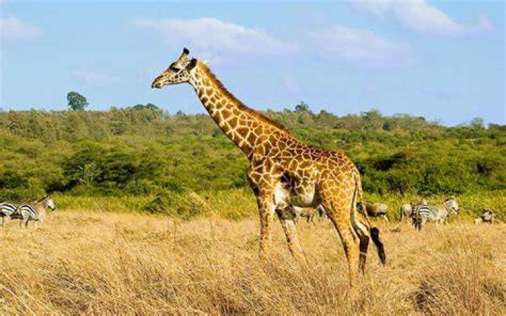 Do giraffes live in the rainforest?