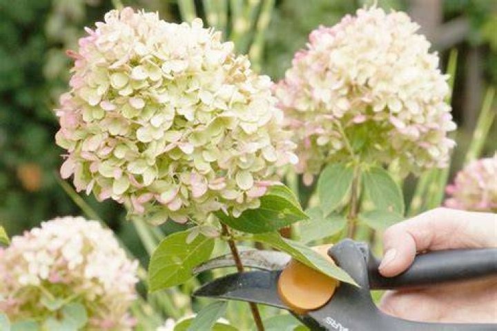 Do you cut back Annabelle hydrangeas?