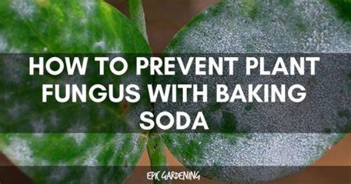 Does bicarbonate of soda kill fungus?