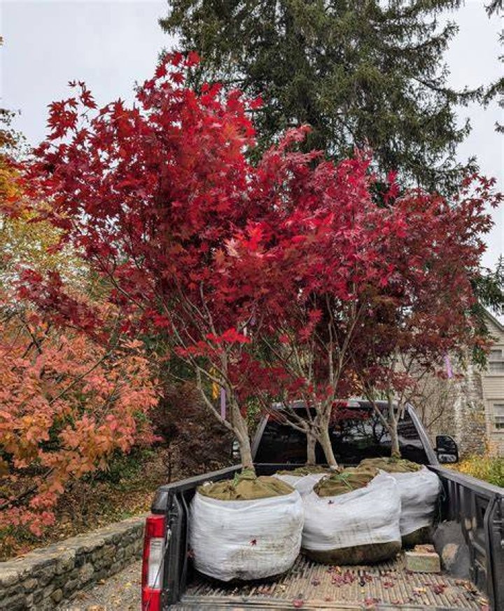 How close can you plant maple trees?