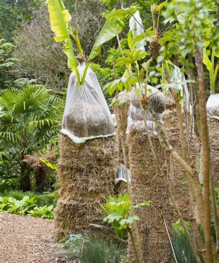 How cold can banana trees tolerate?