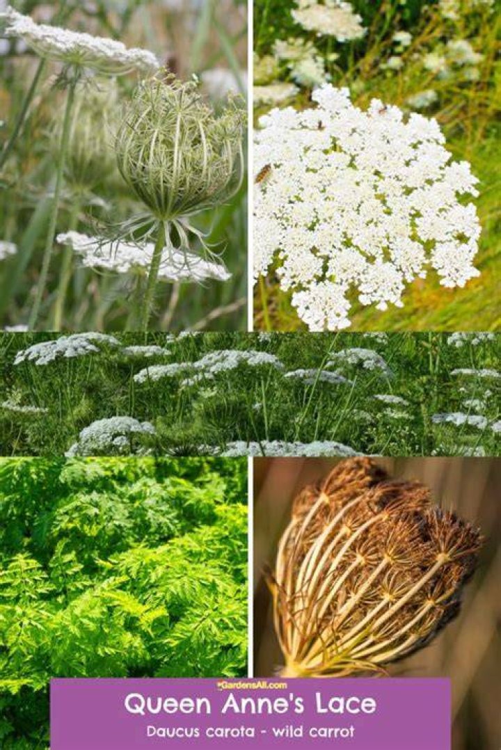 How do you care for Queen Anne's lace?
