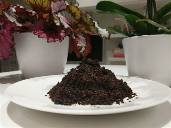 How do you fertilize indoor plants with coffee grounds?