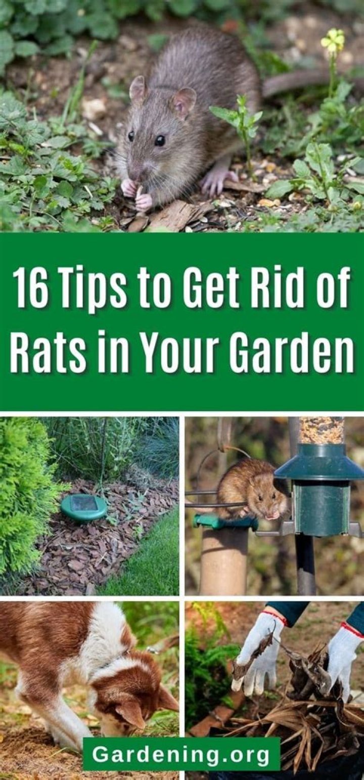 How do you get rid of mice in your garden?