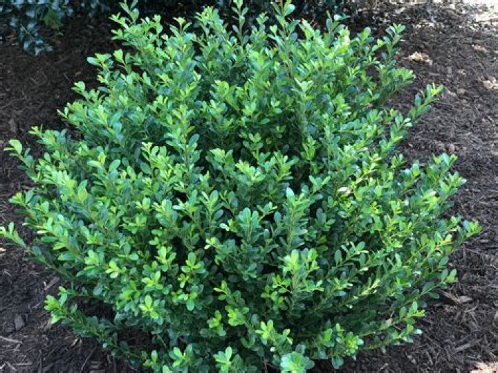 How do you plant a compact Japanese holly?