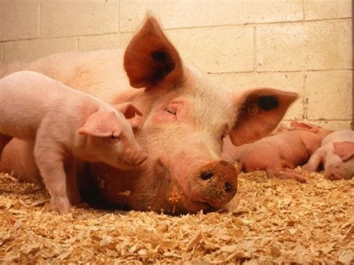 How long do pigs stay in labor?