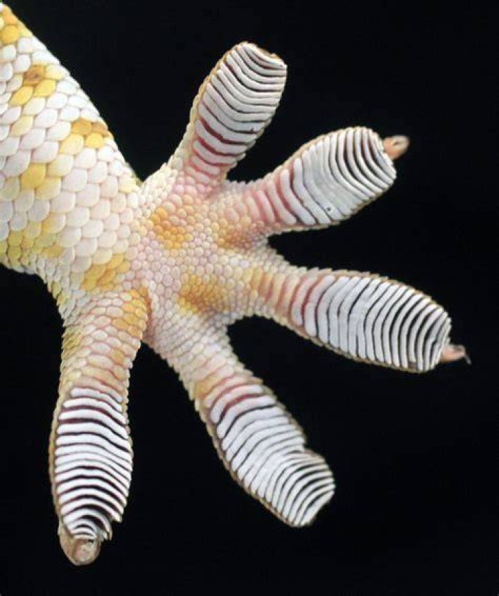 How many toes does a gecko have?