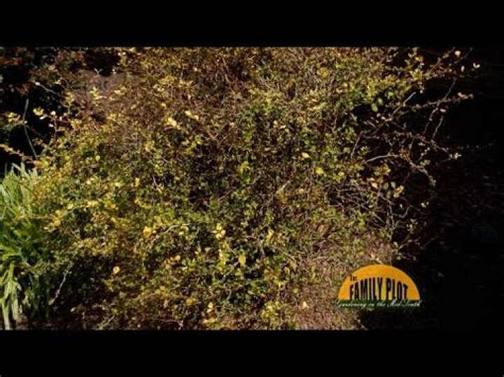 How much water do barberry bushes need?