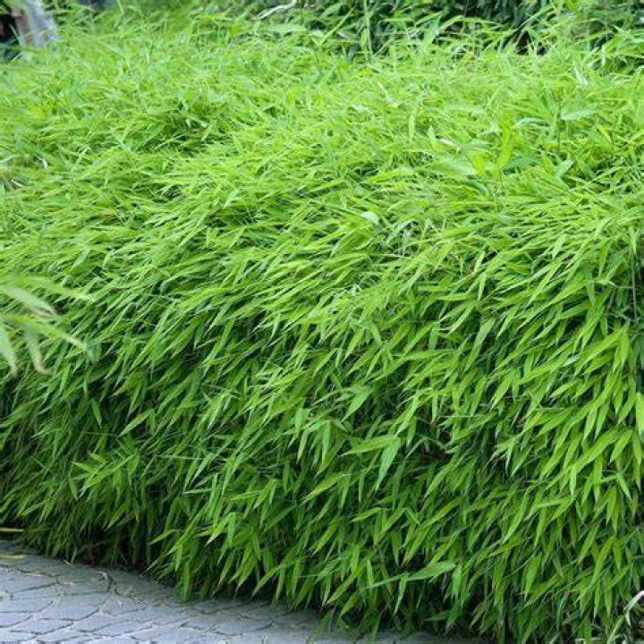 Is fargesia Rufa Evergreen? | ContextResponse.com