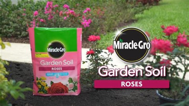 Is Miracle Grow OK for roses?