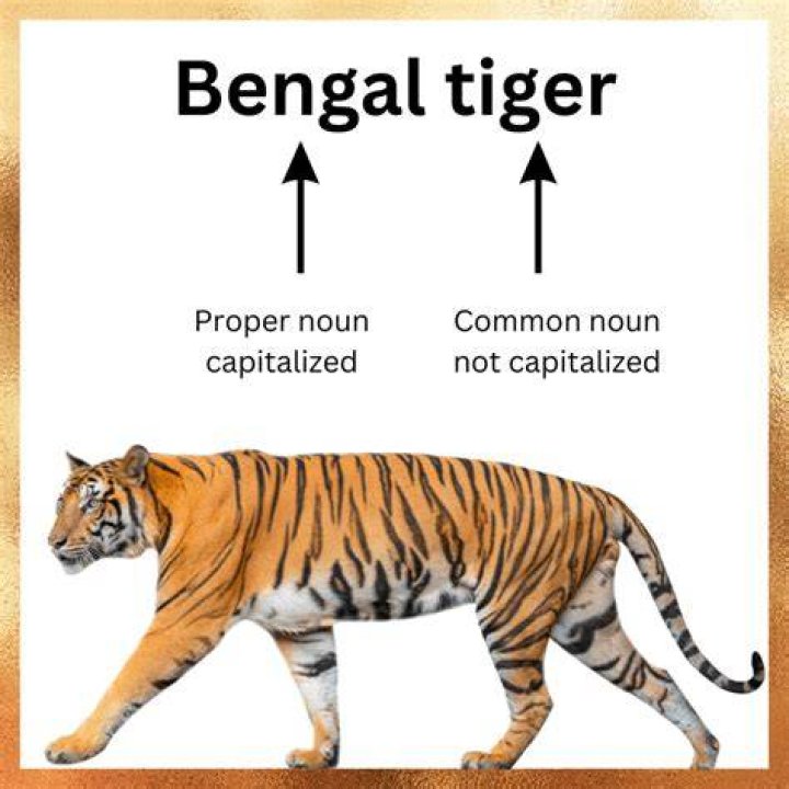 Is Tiger a proper noun?