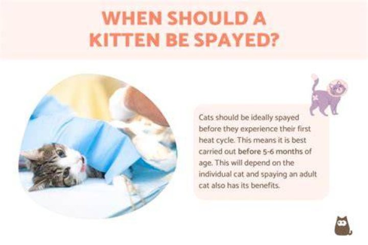What age can a kitten be spayed?