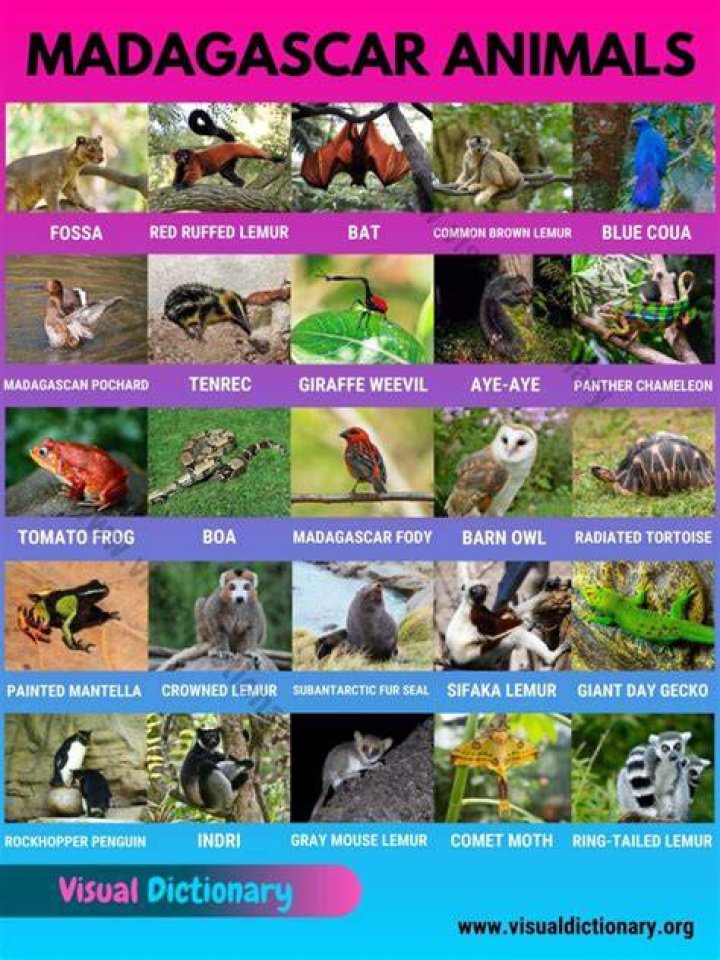 What animals can be found in Madagascar?