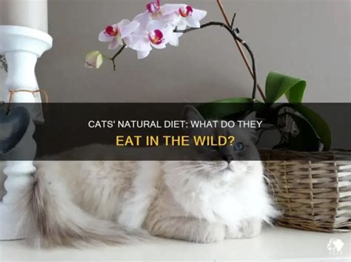 What do cats naturally eat?