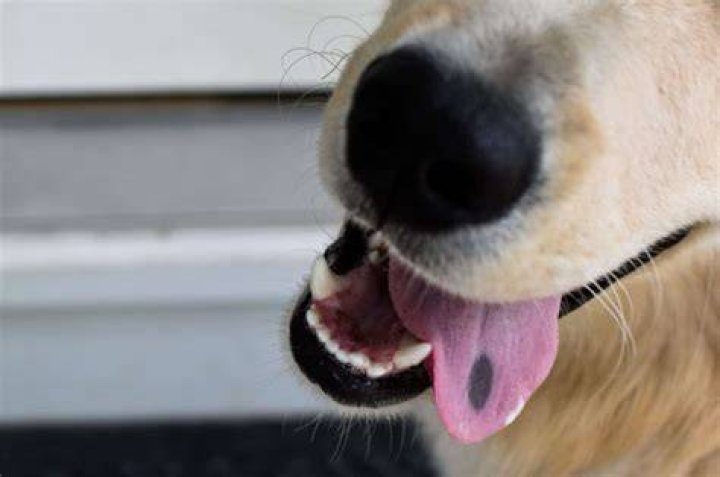 What does a black mark on a dog's tongue mean?