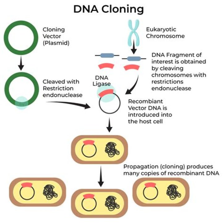 What is a clone in biology?