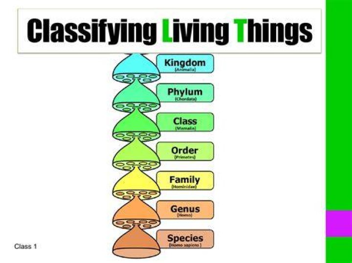 What is an example of classifying?