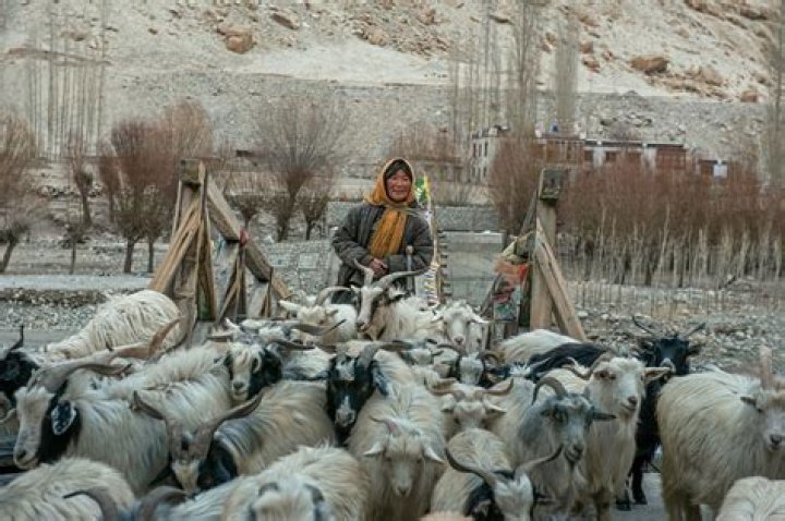 What is an example of pastoral nomadism?