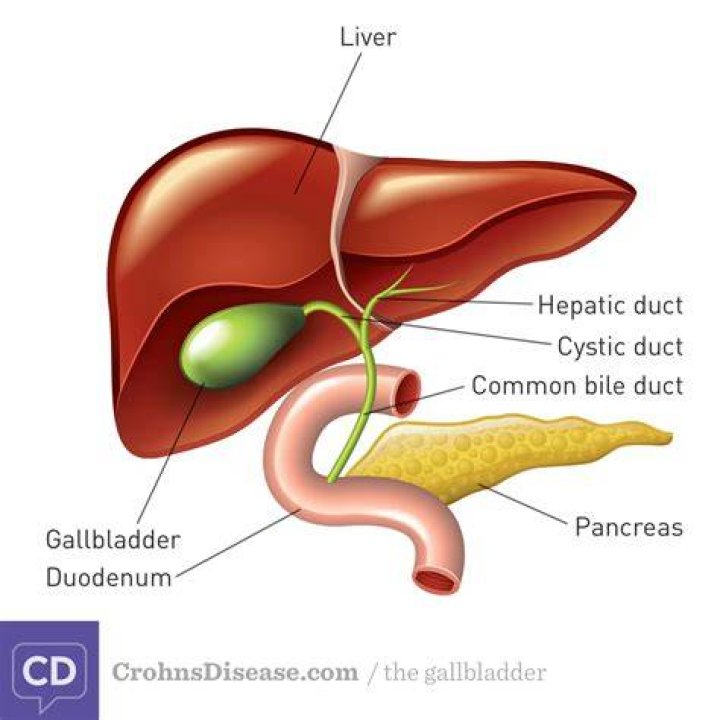What is the bile in the gallbladder?
