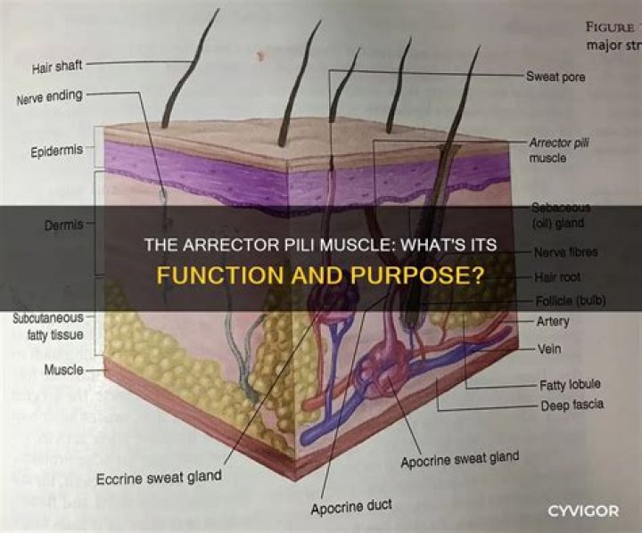 What is the functional purpose of the Arrector pili in humans today?