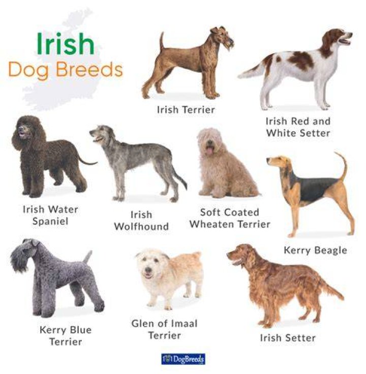 What is the Irish name for dog?