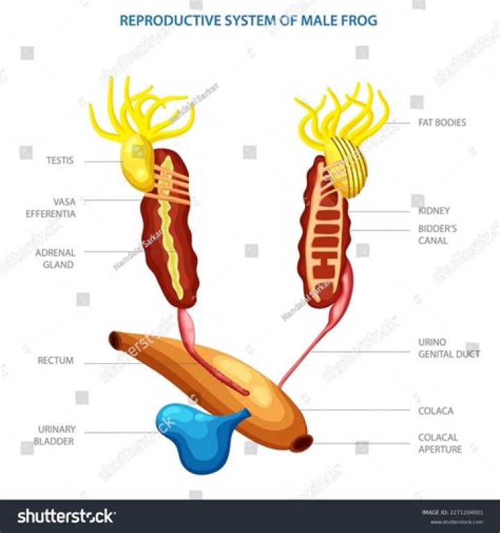 What is the male reproductive organ in a frog?