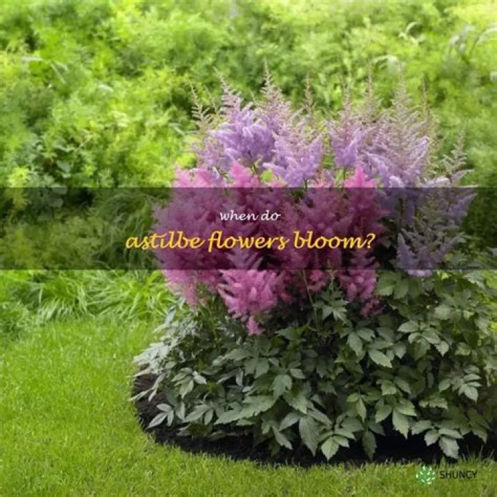 What to do with astilbe after flowering?