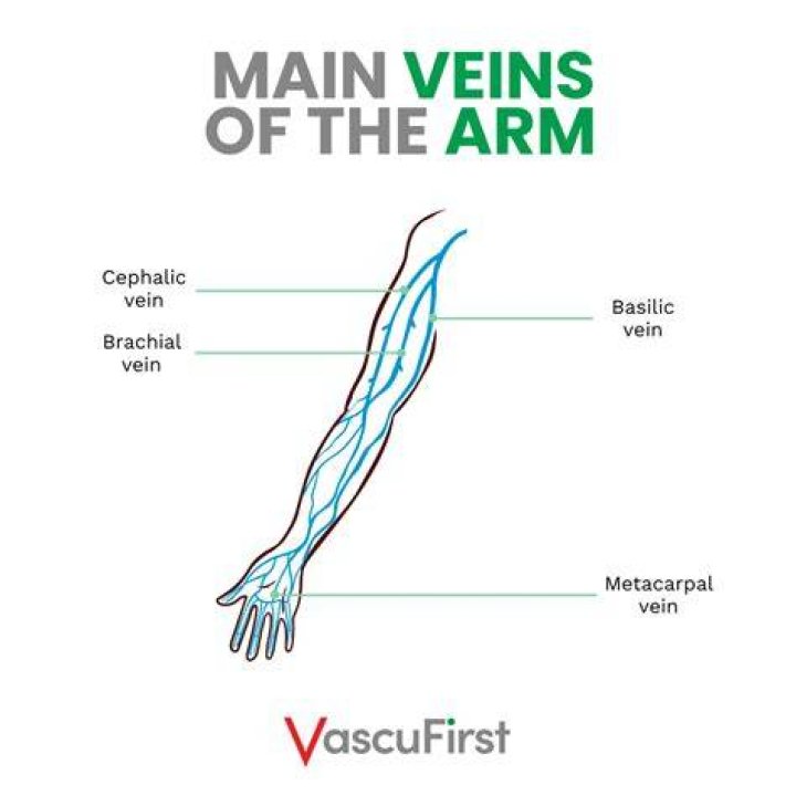 Which is the main vein?