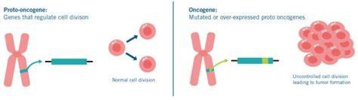 Why do cells continue to maintain proto oncogenes?