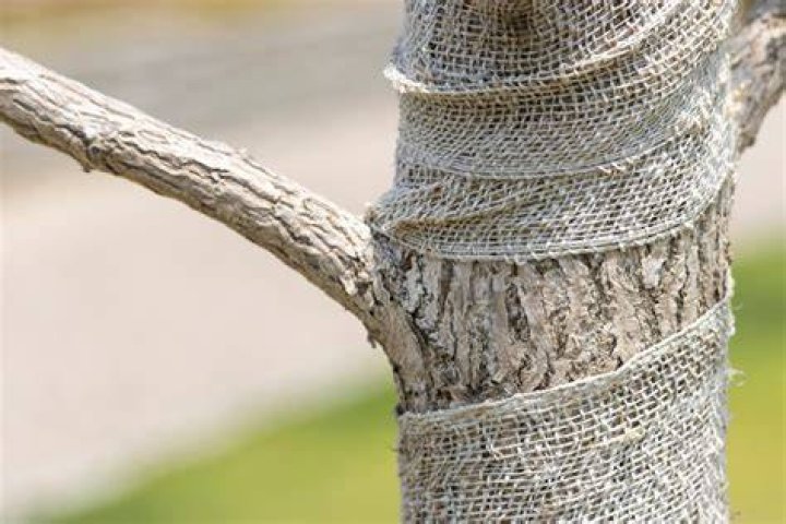 Why do you wrap a tree trunk?