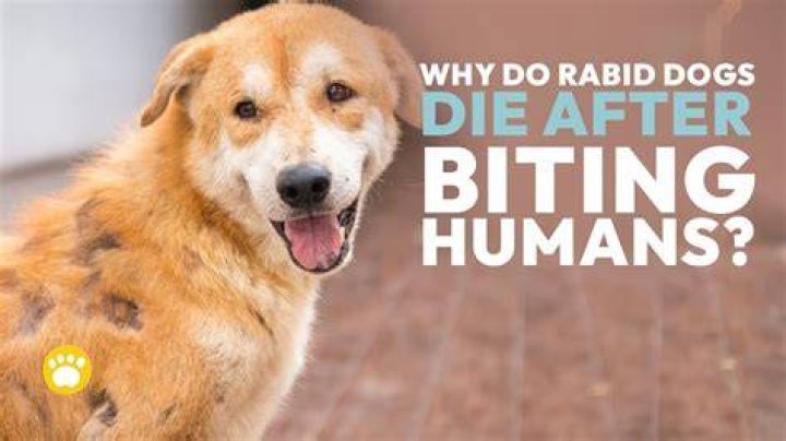 Why dogs die after biting?