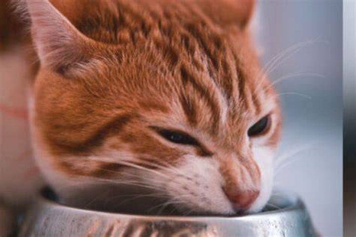 Why is my cat overeating?