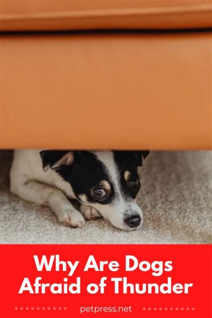 Why is my dog so afraid of thunder?