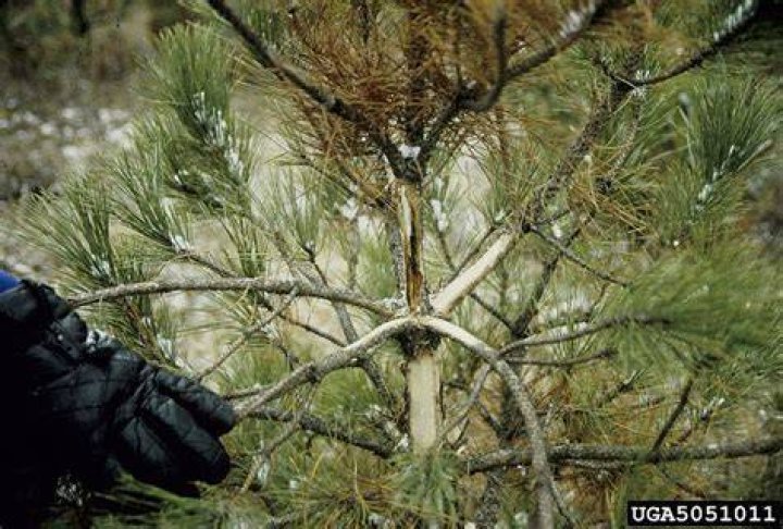 Why is my Scotch pine dying?